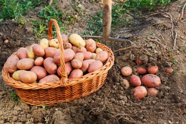 patates hasat sahne