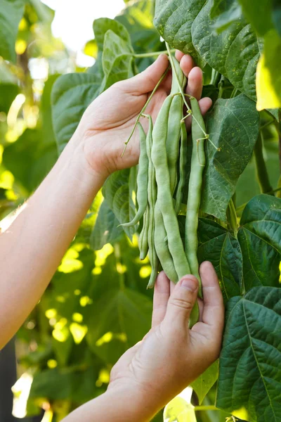 Green beans — Stock Photo, Image