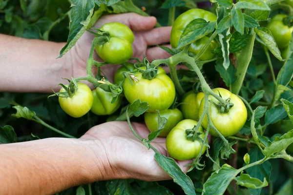 Tomates verdes — Fotografia de Stock