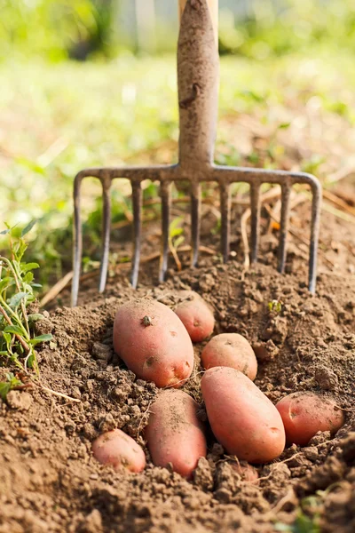 Red potatoes and digging fork — Stock Photo, Image