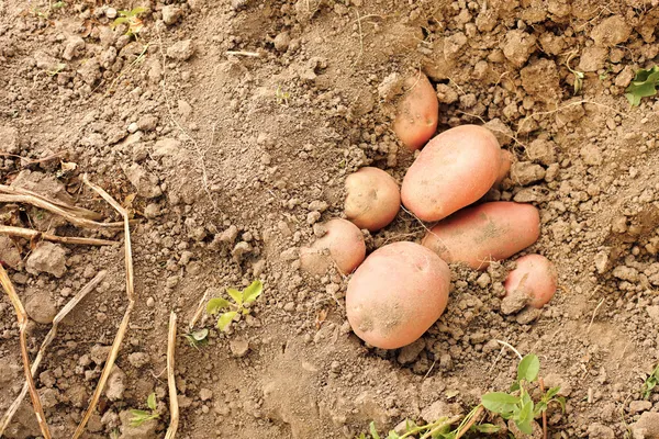 Красная картошка в почве — стоковое фото