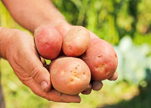 Kartoffeln in Händen — Stockfoto