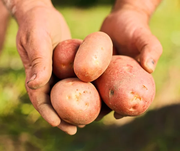 Kartoffeln in Händen — Stockfoto