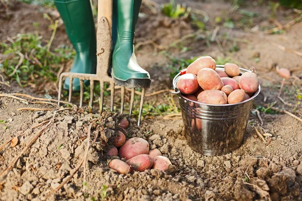 Opgraven van de aardappelen — Stockfoto