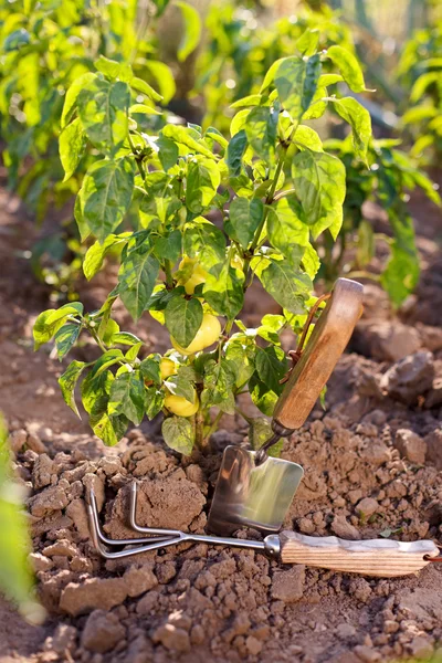 Garden tools near bell pepper plant — Stock Photo, Image