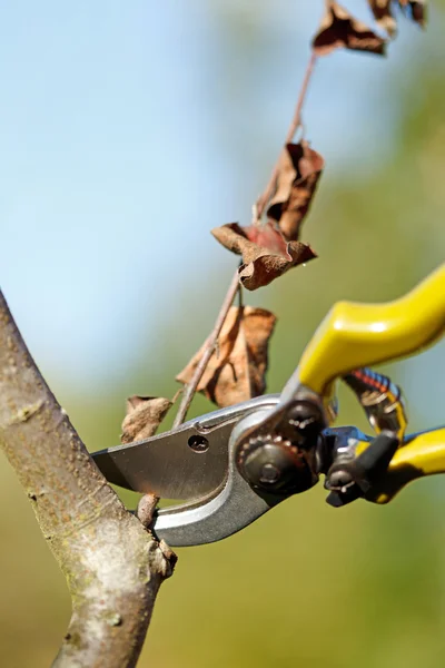 Garden scissors cutting dry branch — Stock Photo, Image