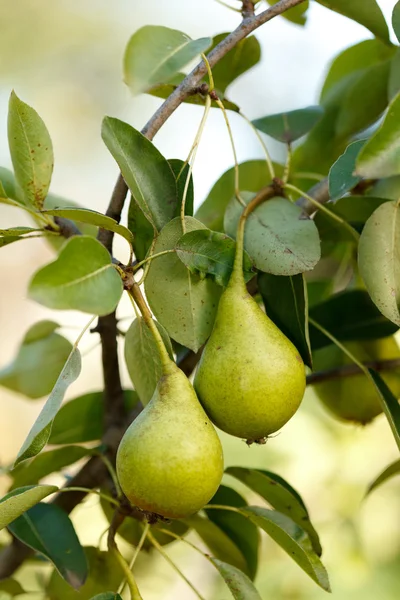 Pere su ramo d'albero — Foto Stock