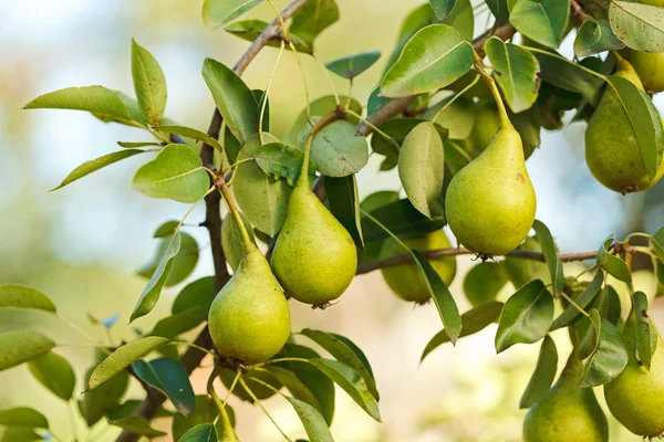 Pears on tree branch — Stock Photo, Image