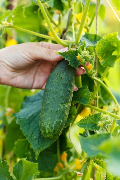 Pepino verde — Fotografia de Stock