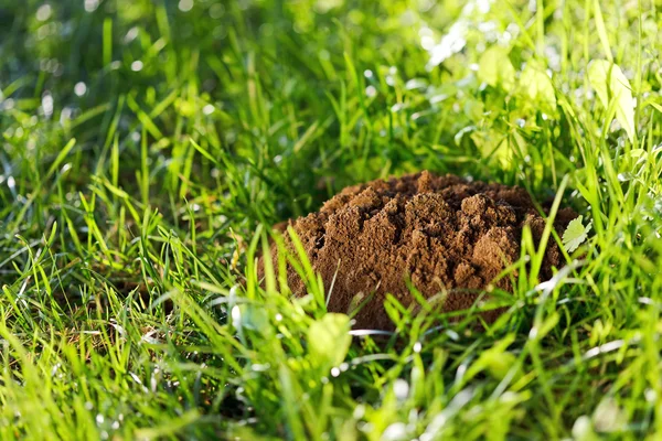 Molehills sur l'herbe — Photo