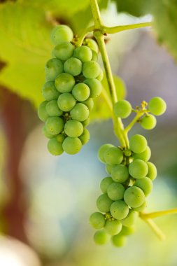 olgunlaşmamış üzüm kümeleri