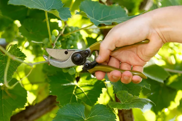 Beskäraren fortfarande skär druva träd — Stockfoto