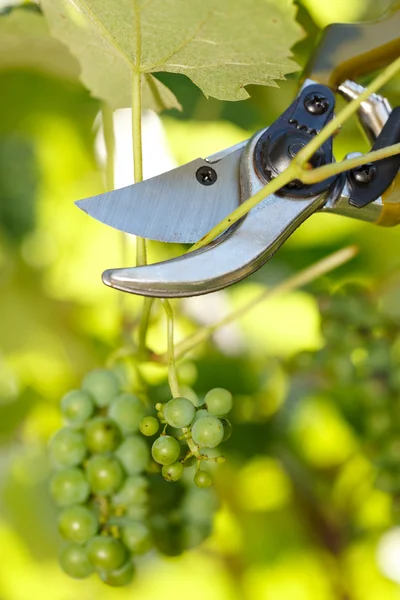 Beskäraren fortfarande skär druva träd — Stockfoto