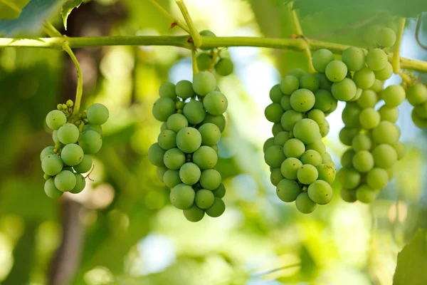 Aglomerados de uvas não maduras — Fotografia de Stock