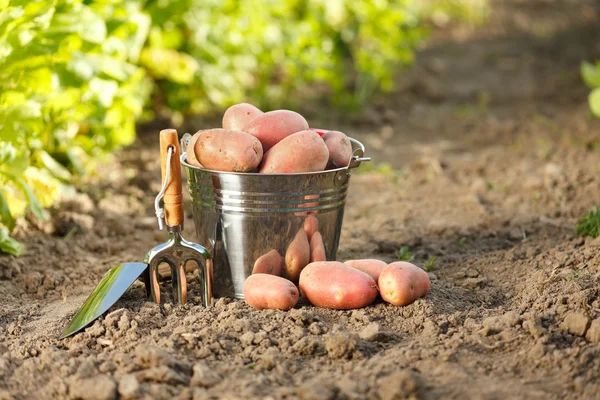 Potatis och trädgårdsredskap — Stockfoto