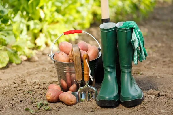 Equipamento de colheita e batatas — Fotografia de Stock