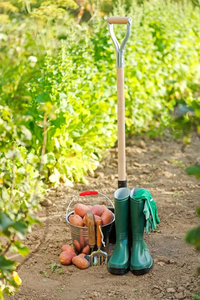 Harvesting equipment and potatoes — Stock Photo, Image