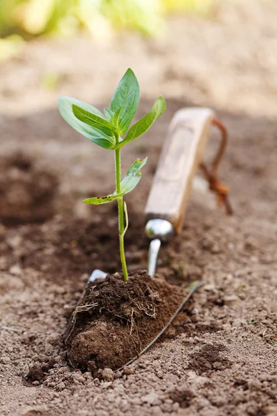 Plant in aarde op kleine schop — Stockfoto