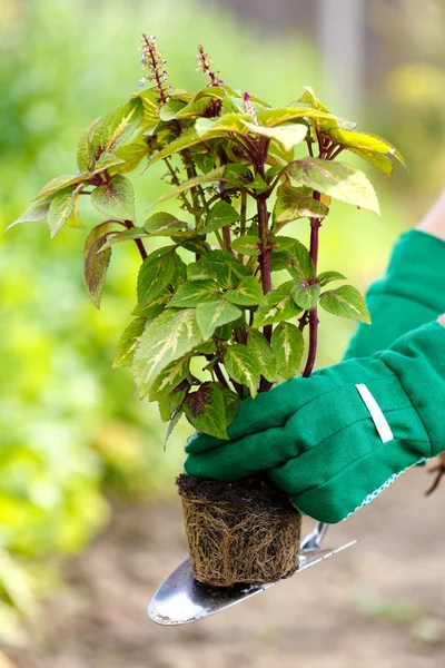 Plantando uma flor na terra — Fotografia de Stock