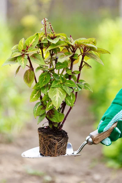 Plantera en blomma i jorden — Stockfoto