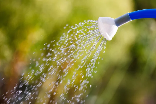 Irrigating with sprinkling can — Stock Photo, Image