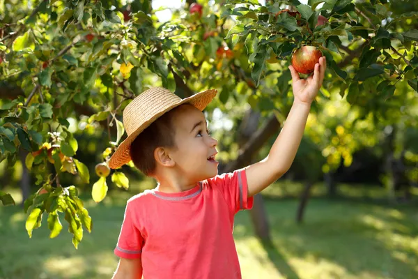 Little happy boy touching apple — Stock Photo, Image