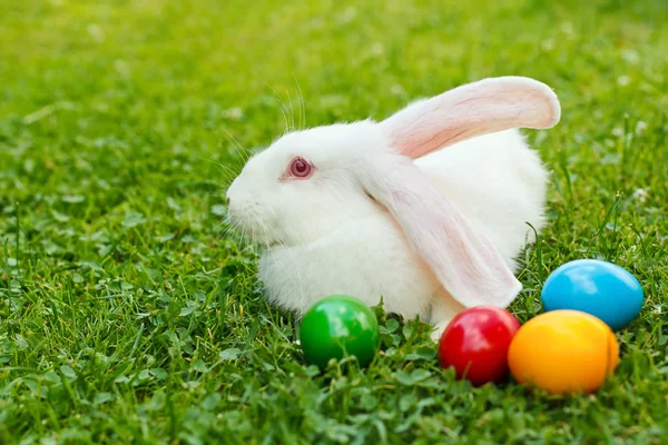Conejo de Pascua blanco en hierba verde — Foto de Stock