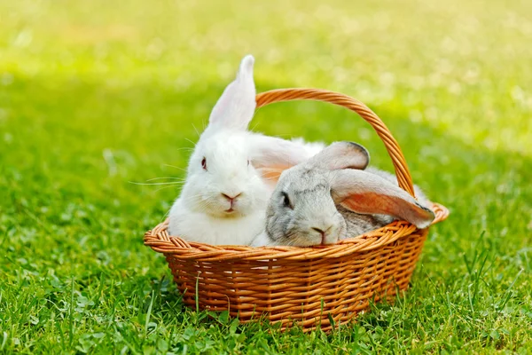 Two rabbits in basket — Stock Photo, Image