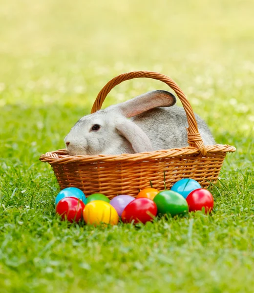 Grey rabbit in wicker basket along the colorful easter eggs — Stock Photo, Image