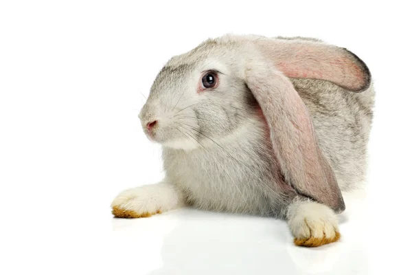 Grey rabbit on white background — Stock Photo, Image