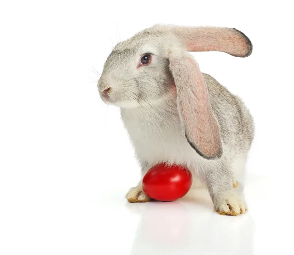 Conejo gris con huevo de Pascua rojo — Foto de Stock