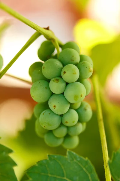 Aglomerado de uvas não maduras — Fotografia de Stock