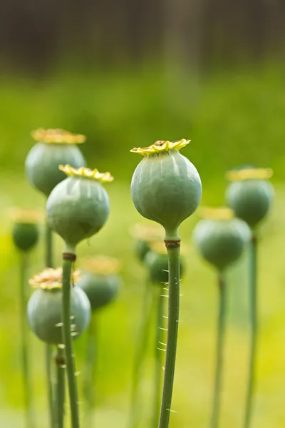 Poppy pods — Stock Photo, Image