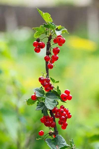 Rote Johannisbeere — Stockfoto