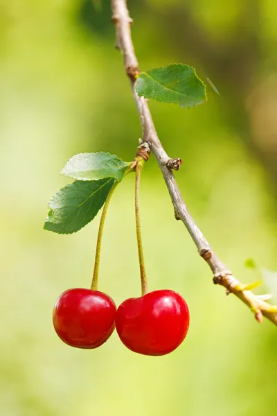 Sour Cherry Branch — Stock Photo, Image