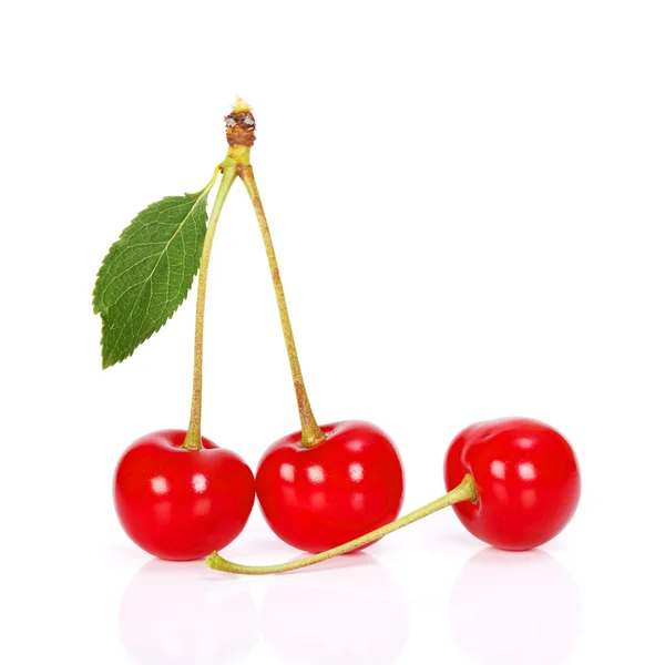 Sour cherry — Stock Photo, Image