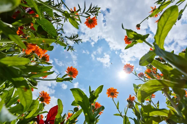 Calendula flowers and sky — Stock Photo, Image
