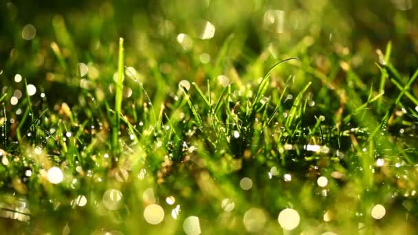 Macro de gotas de água caindo sobre a grama — Vídeo de Stock