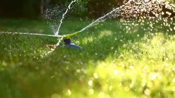 Arroseur à trois voies dans le jardin — Video