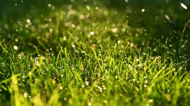 Macro de gotas de agua cayendo sobre hierba — Vídeos de Stock