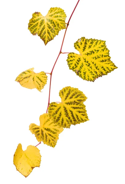Ramo de uva com folhas amarelas — Fotografia de Stock