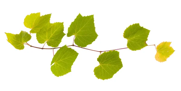 Grape branch with yellow and green leaves — Stock Photo, Image