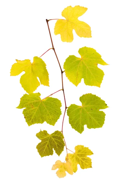 Виноградная ветвь с желтыми и зелеными листьями — стоковое фото