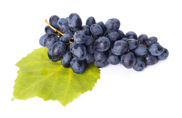 Einzelne blaue Trauben auf Blatt — Stockfoto