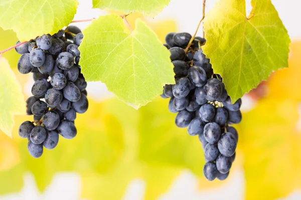 Aglomerados de uvas azuis (DOF pouco profundo ) — Fotografia de Stock