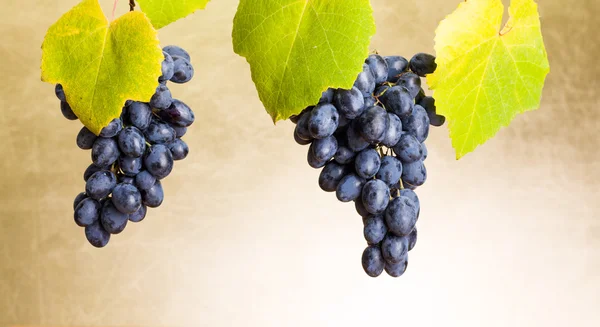 Blue grape clusters on white — Stock Photo, Image