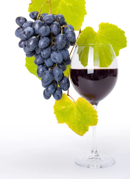 Glass of red wine with blue grape cluster — Stock Photo, Image