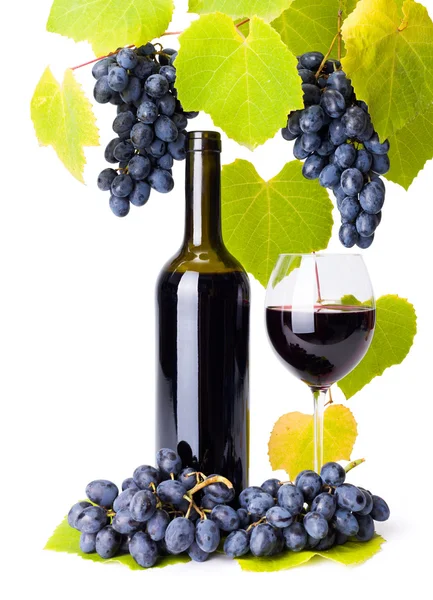 Bottle and glass of red wine whit grape clusters — Stock Photo, Image