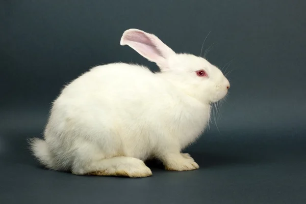 Weißes Kaninchen auf grauem Hintergrund — Stockfoto