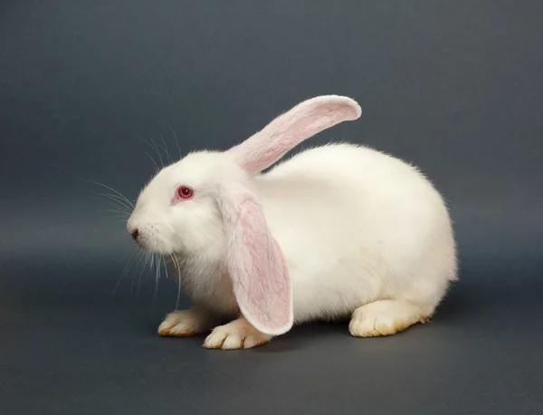 Weißes Kaninchen auf grauem Hintergrund — Stockfoto